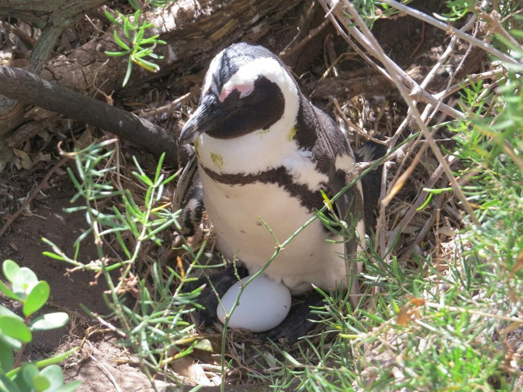Penguins View Guesthouse بلدة سيمون المظهر الخارجي الصورة